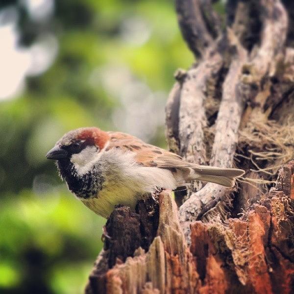 The Humble House Sparrow Photograph by Karie-ann Cooper