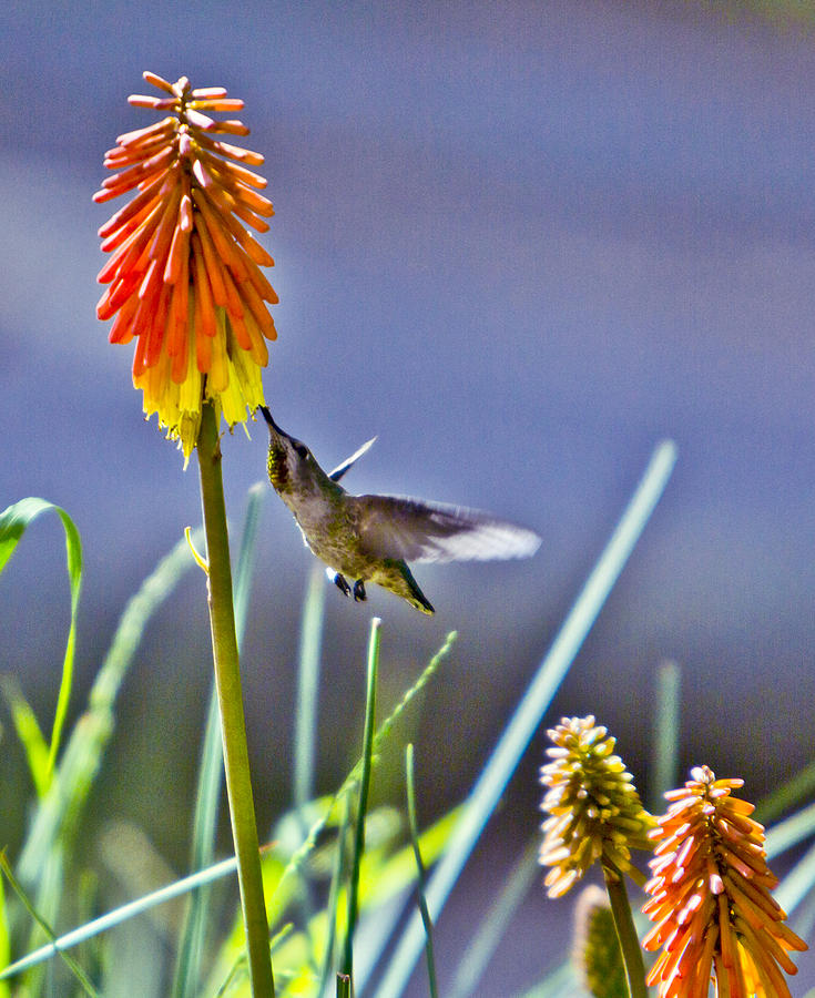 Hummingbird Photograph - The Hummingbird and The Red Hot Poker by Her Arts Desire