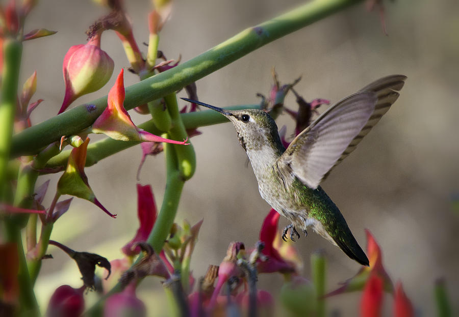The Hummingbird and the Slipper Plant  Photograph by Saija Lehtonen