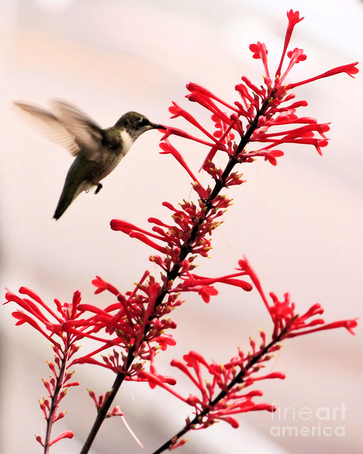 The Hummingbird Photograph by Cortney Price