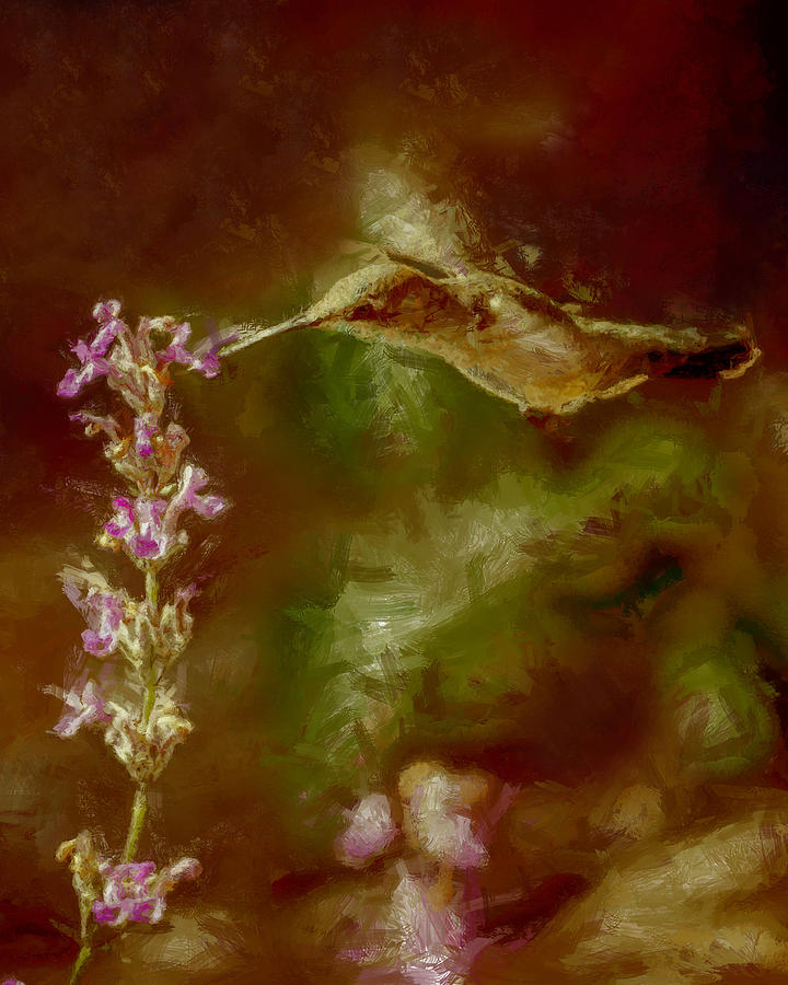 The Hummingbird DP Digital Art by Ernest Echols