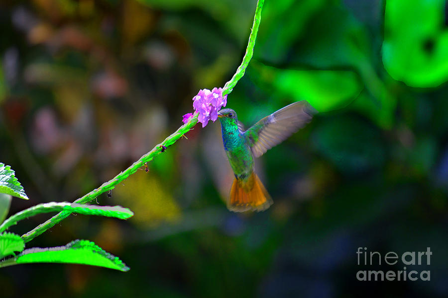 The Hummingbird  Photograph by Gary Keesler