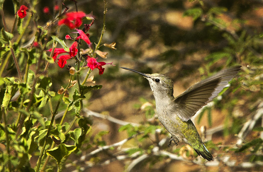 The Hummingbird Hover  Photograph by Saija Lehtonen