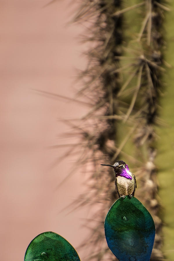 The Hummingbird Rocky Photograph by Onyonet Photo studios