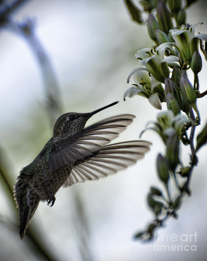 The Hummingbird  Photograph by Saija Lehtonen