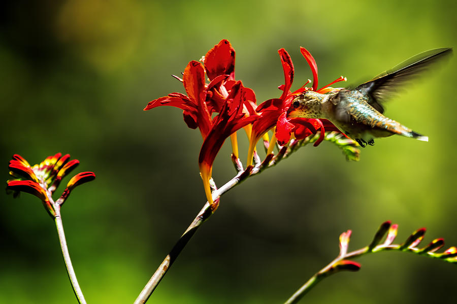 The Hummingbird Twist Photograph by Belinda Greb