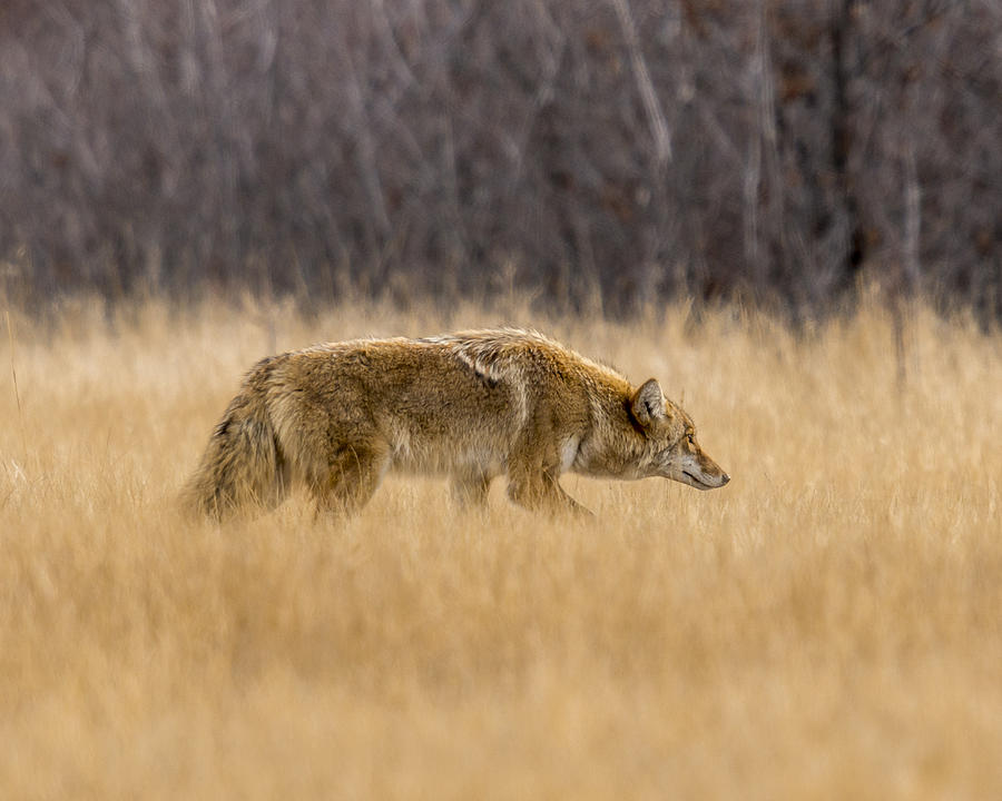 Wildlife Photograph - The Hunt by Steve Thompson