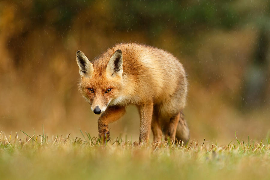 Fall Photograph - The Hunter in the Rain - Red Fox on a Rainy Day by Roeselien Raimond