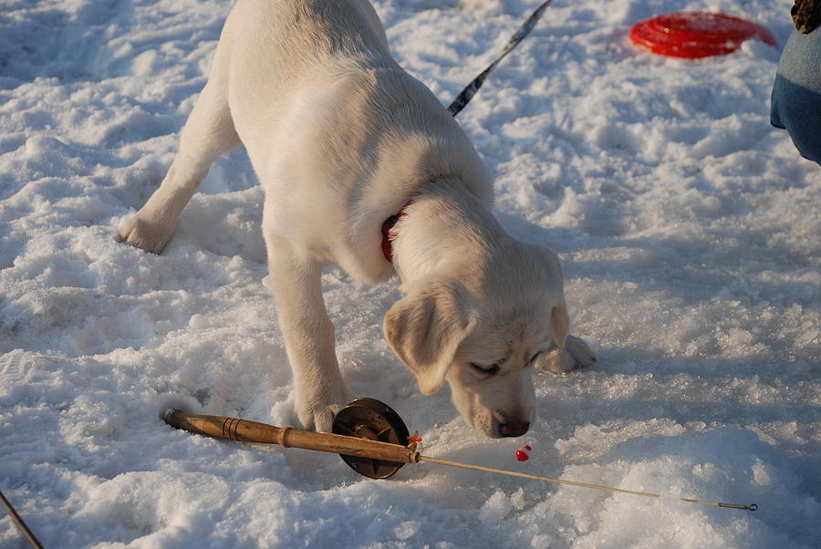The Ice Fishing Pup Photograph by Janice Adomeit