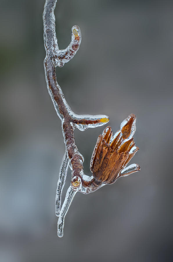 The Ice Storm Cometh Photograph by Jim Zablotny