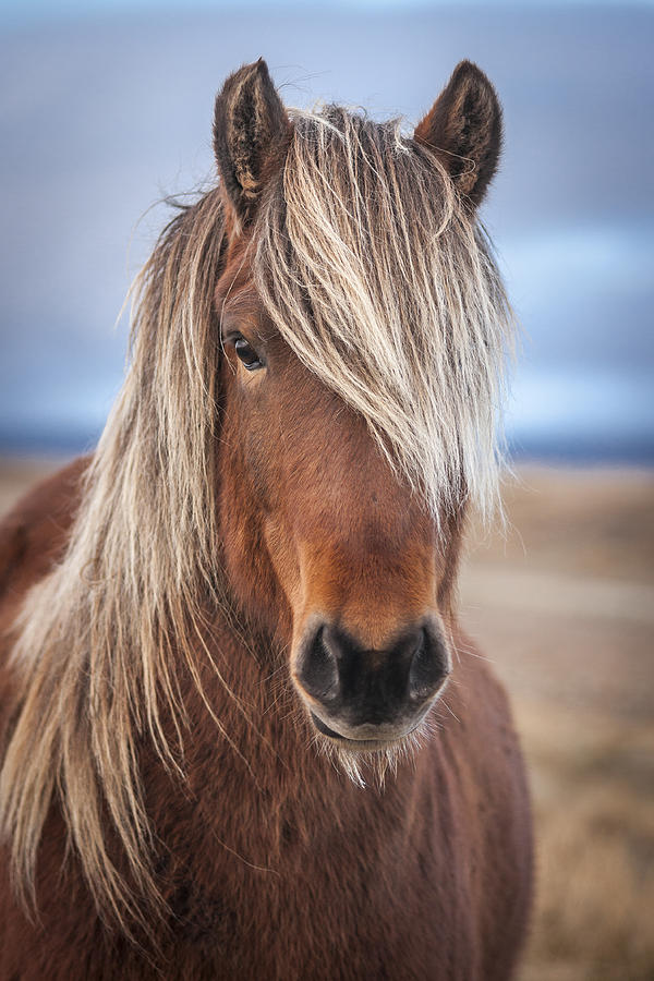 Horse Photograph - The Icelandic horse by Petur Mar Gunnarsson
