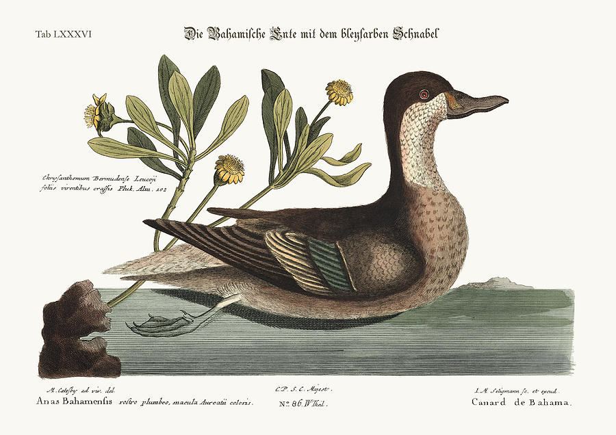 Mark Catesby Drawing - The Ilathera Duck by Splendid Art Prints