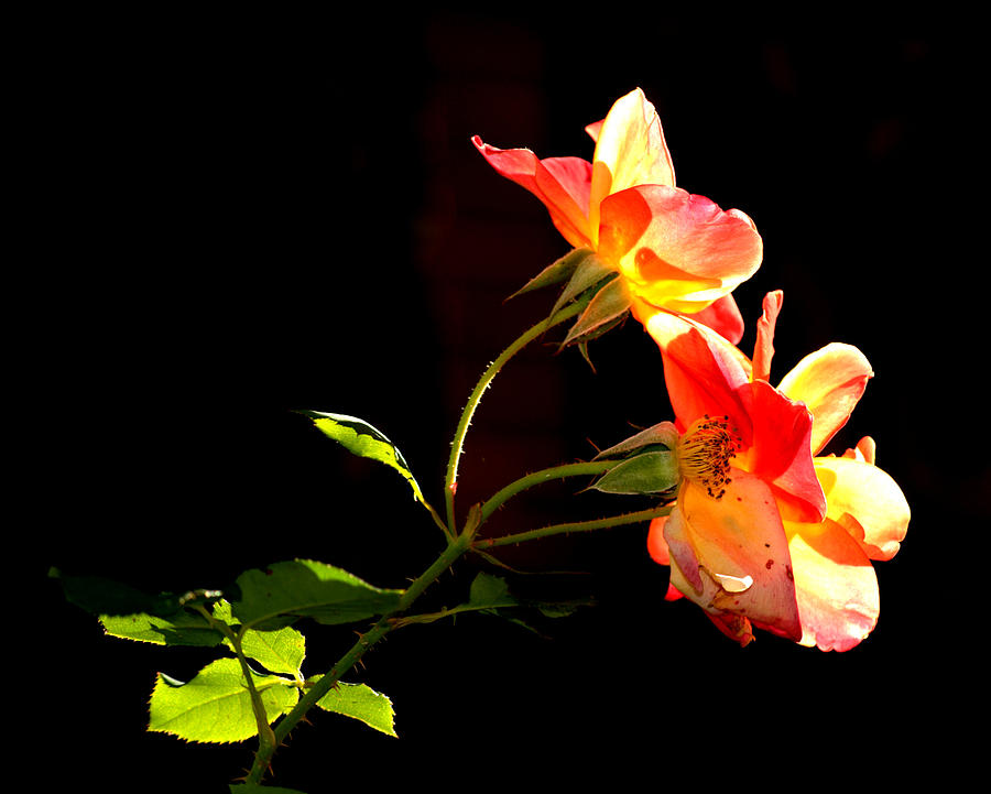 The Illuminated Rose Photograph by AJ  Schibig