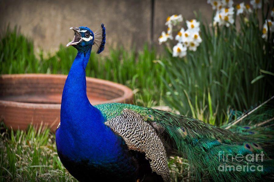 The Indian Peafowl Photograph by Gary Keesler