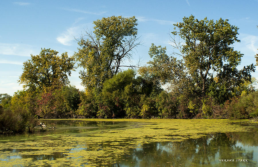 The Indiana Wetlands 4 Photograph by Verana Stark