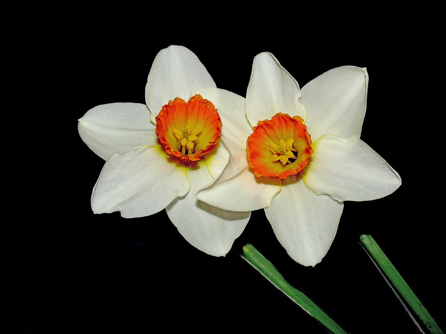 Flower Photograph - The Infamous Jonquil Twins by Stuart Harrison