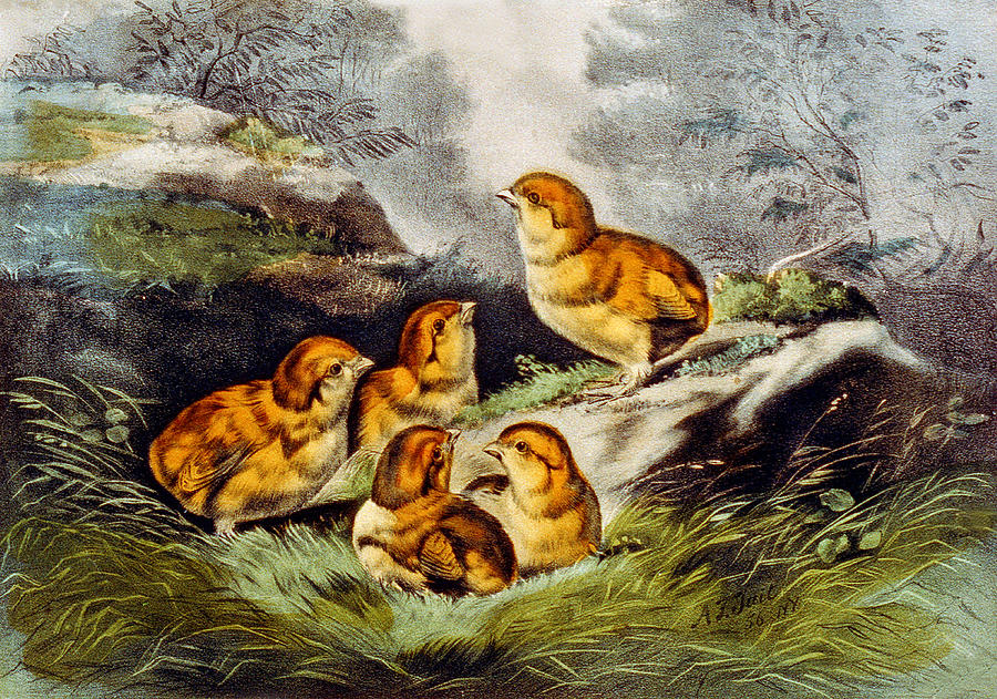 The Infant Brood Digital Art by Currier and Ives