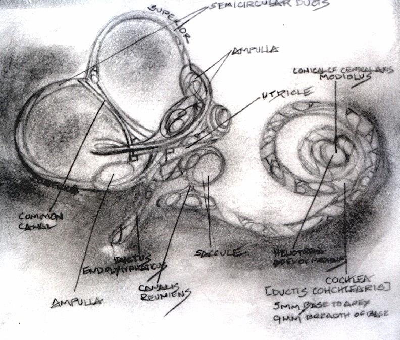 The Inner Ear  Anatomy  Sketchbook Drawing by Rebecca Tacosa 