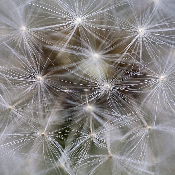 Igers Photograph - The Inner Life Of A Dandelion by Kevin Smith