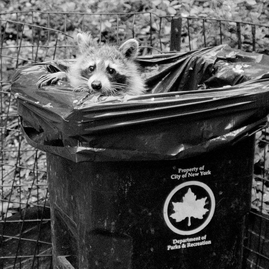 The Innocent Raccoon Photograph by Cornelis Verwaal