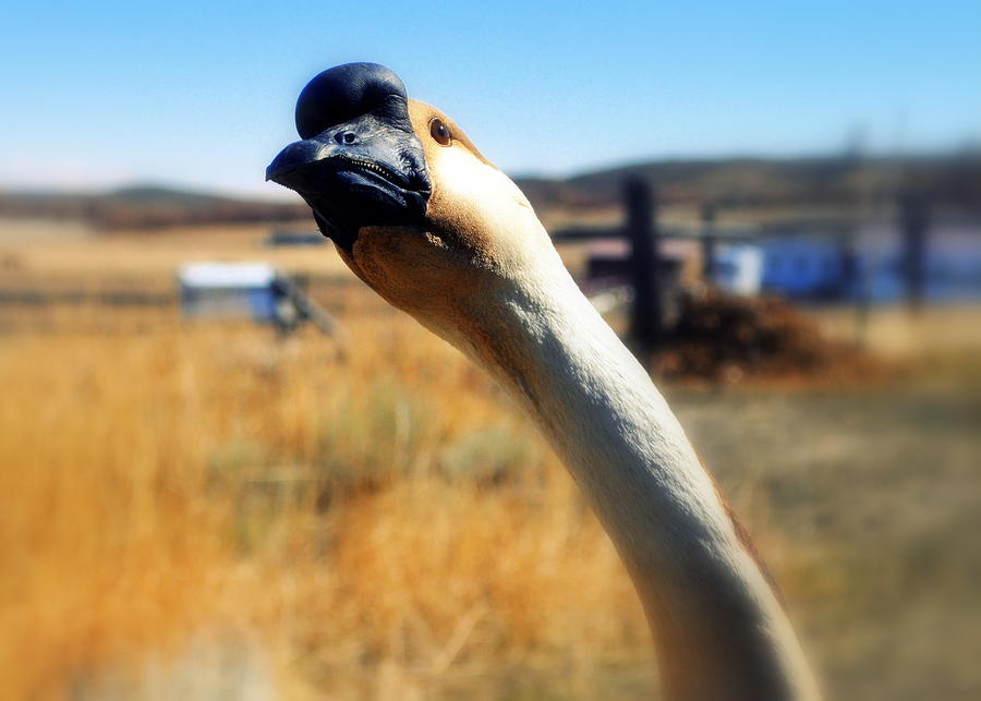 The Inquisitive Gander Photograph by Lisa Holland-Gillem