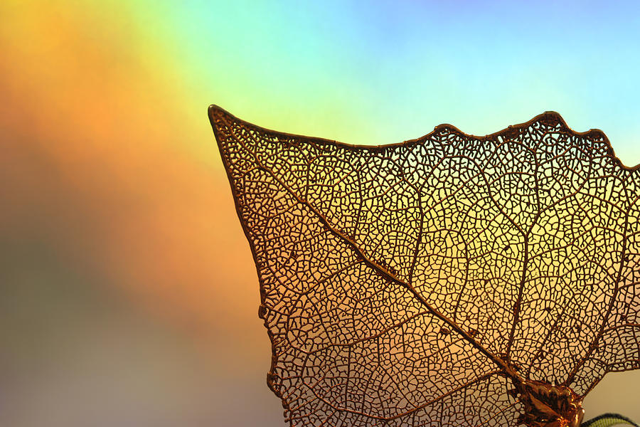 The Intricacies of a Leaf Photograph by Beverly Hanson