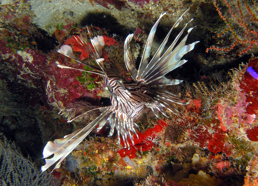 The Invasive Lion Fish Photograph by Scott Christofferson