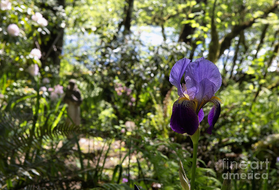 The Iris and St Francis Photograph by Belinda Greb