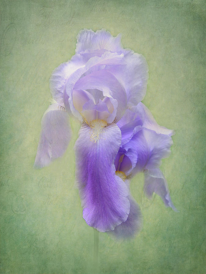 The Iris Photograph by Cheryl Butler | Fine Art America