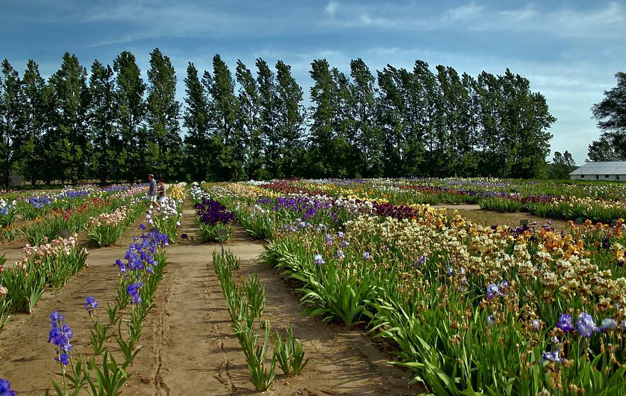 The Iris Farm Revisited Photograph by William Rockwell