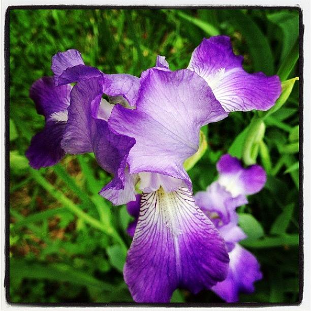 Spring Photograph - The Irises Bloomed! #flower #spring by Tyler McCall
