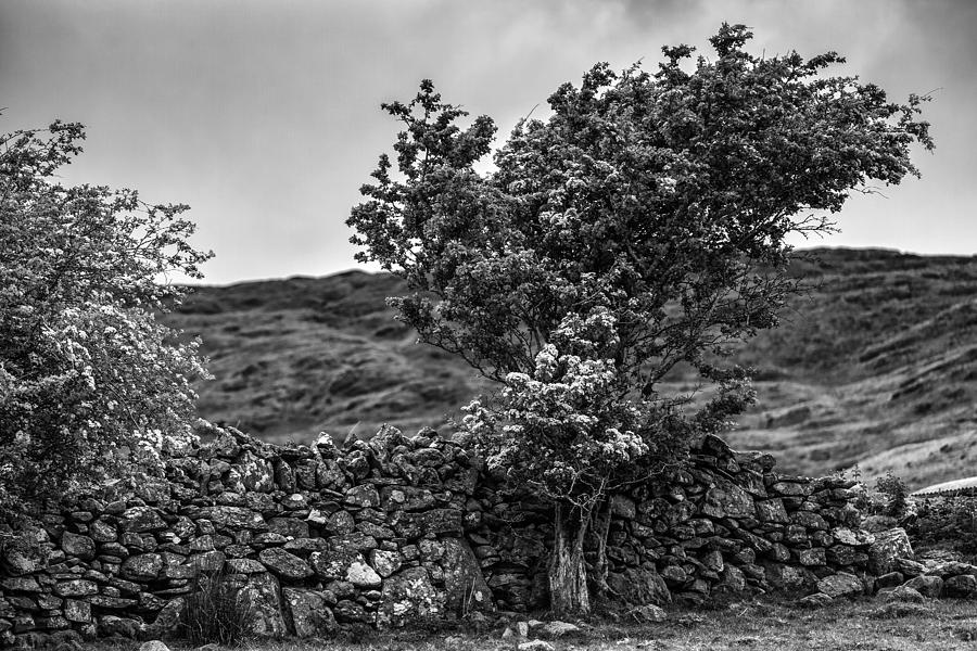 The Irish Wall and the Tree Photograph by Juergen Klust