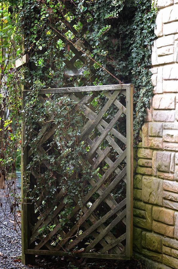 The Ivy Gate Photograph by Maria Urso