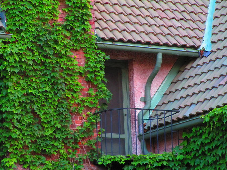 The Ivy Window Photograph