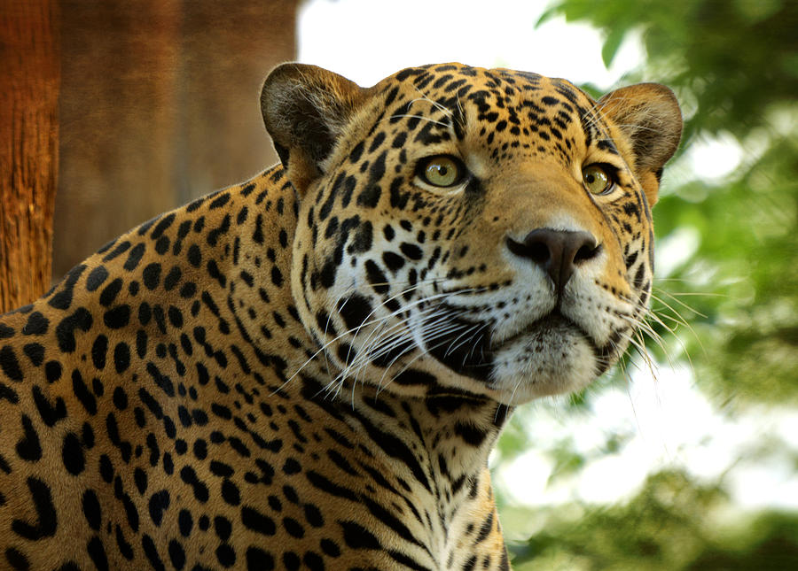 The Jaguar  Photograph by Saija Lehtonen