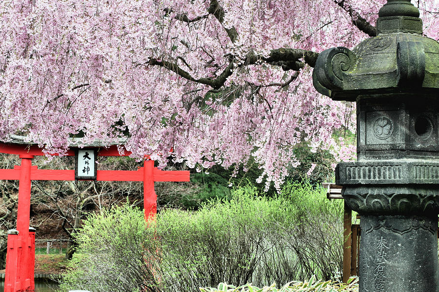 Garden Photograph - The Japanese Garden  by JC Findley
