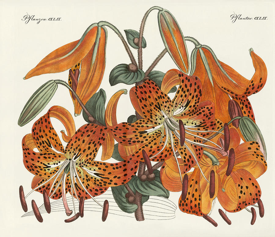 how to draw a tiger lily step by step