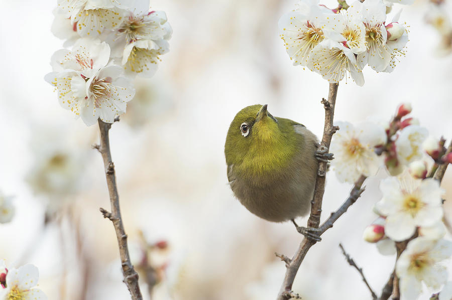 The Japanese White Eye Which Looks Up Photograph by Yuji Takahashi