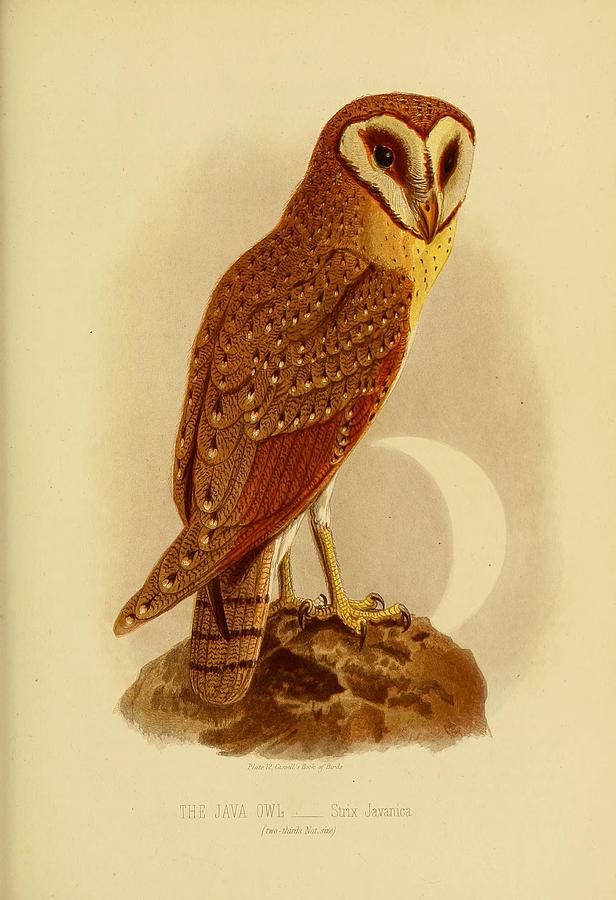 Bird Painting - The Java Owl Cassell by Philip Ralley
