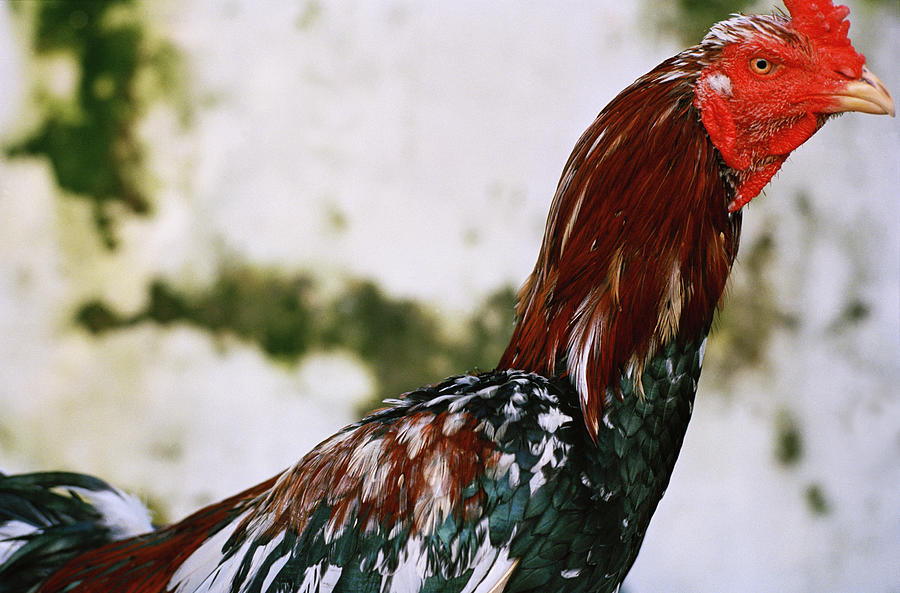 Rooster In Java Photograph by Shaun Higson