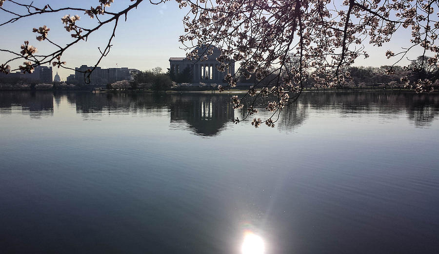 Jefferson Memorial Photograph - The Jefferson Memorial and the US Capitol Through the Cherry Blossoms by Debra Bowers