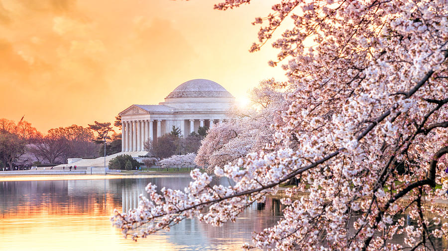 the Jefferson Memorial during the Cherry Blossom Festival Photograph by F11photo