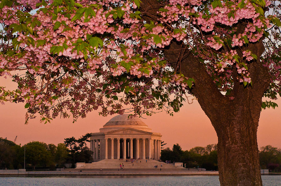 The Jefferson Memorial Framed by a Cherry Tree Photograph by Mitchell R Grosky