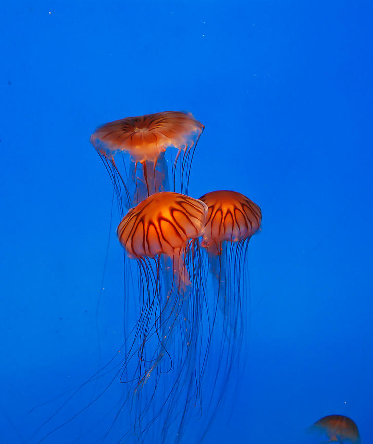 The Jelly Fish Photograph by Oswald George Addison