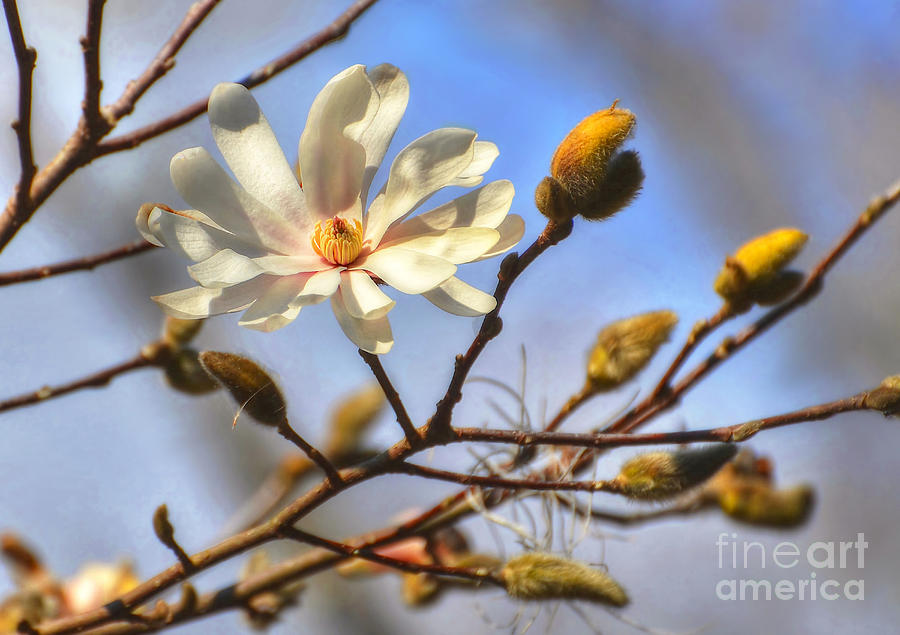 Magnolia Movie Photograph - The Joy Of Spring by Kathy Baccari