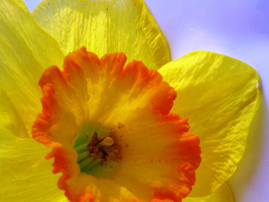 Spring Photograph - The Joyful Jonquil by Angela Davies