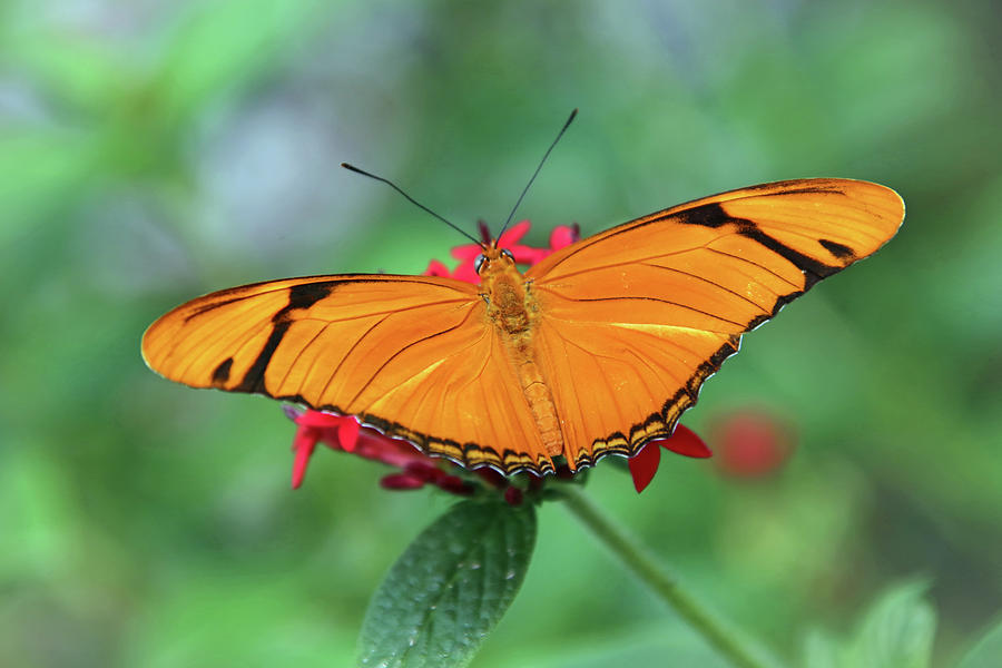 The Julia Butterfly Photograph by Daniela Duncan