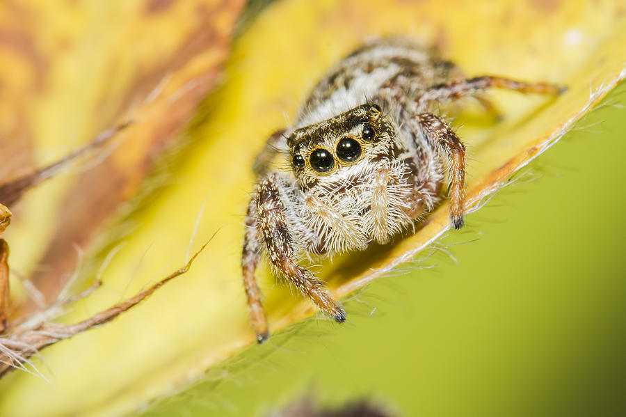 The Jumping Spider Photograph by Mircea Costina Photography