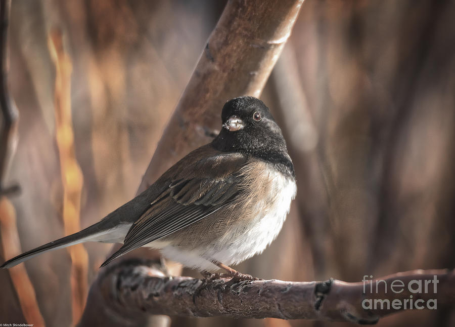 The Junco Photograph by Mitch Shindelbower