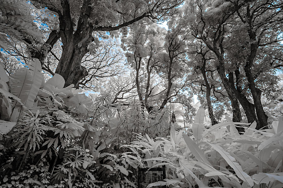 The Jungle in Infrared 1 Photograph by Jason Chu